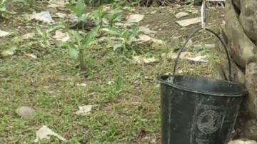 Los monos se la pasan encadenados.