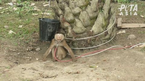 Los monos se la pasan encadenados.