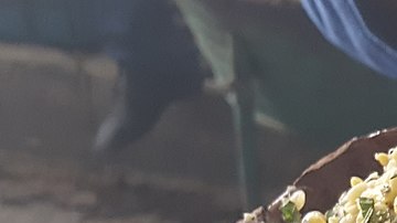 Cazuela de barro con escamoles (huevos de hormiga), preparados con hojas de menta. Santiago de Anaya, Hidalgo. México.