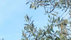 Sergio Ramos y Pilar Rubio en su boda.