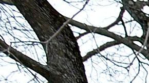 Diana Ploss es simpatizante de Donald Trump.