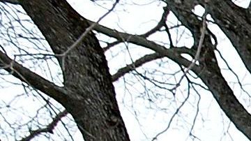 Diana Ploss es simpatizante de Donald Trump.