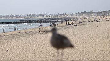Una gaviota y la playa en Newport Beach. El 3 de julio el lugar fue caótico.