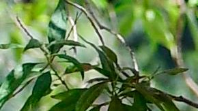 Los demócratas reconocen que el coronavirus marcó aún más las diferencias económicas entre algunos grupos étnicos y raciales.