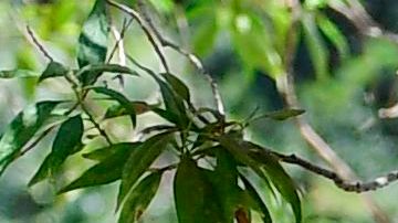 Los demócratas reconocen que el coronavirus marcó aún más las diferencias económicas entre algunos grupos étnicos y raciales.