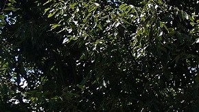 Daniel Lewis Lee fue ejecutado este martes.