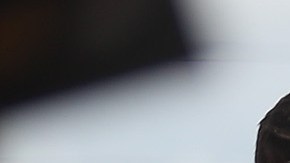 Datos sobre el bono de $600 dólares extra sobre si está o no desalentando el empleo