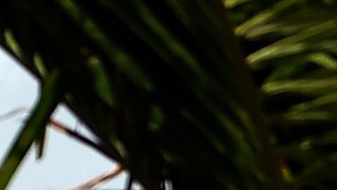 Trabajo a distancia en Barbados con incentivo a los nómadas digitales