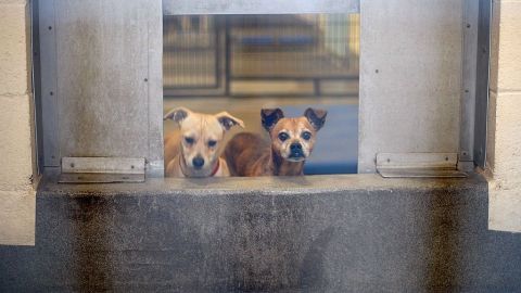 Te recomendamos leer el manual de adopción responsable.