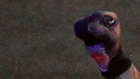 Rey Mysterio cayó en el duelo denominado “Ojo por Ojo”.