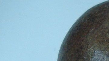 Los monjes budistas en el siglo XIII fueron los primeros en cultivar la fruta.