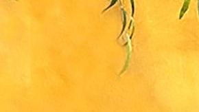 La fotógrafa y artista Olivia Barrionuevo creó las mascarillas de colección del proyecto Monarca. (Barrionuevo Studios)