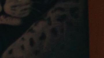 Patafunk estrenó 'High Life!', un disco en el que no se limitó para incluir ritmos. Foto: Cortesía