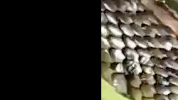 La serpiente marrón oriental.