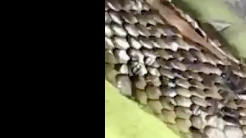 La serpiente marrón oriental.