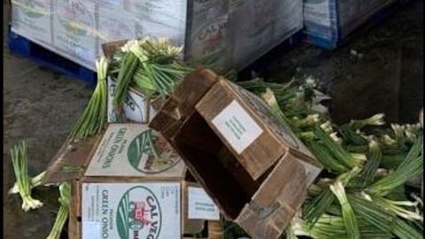 Encontraron más de 600 libras de metanfetaminas en cargamento de cebollín.