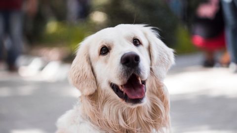 El animal que define a los Escorpión es el perro.