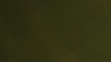 La tortuga es originaria de China y se encuentra en peligro de extinción.