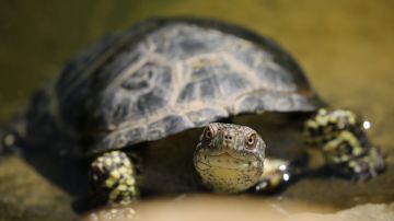 La tortuga es originaria de China y se encuentra en peligro de extinción.