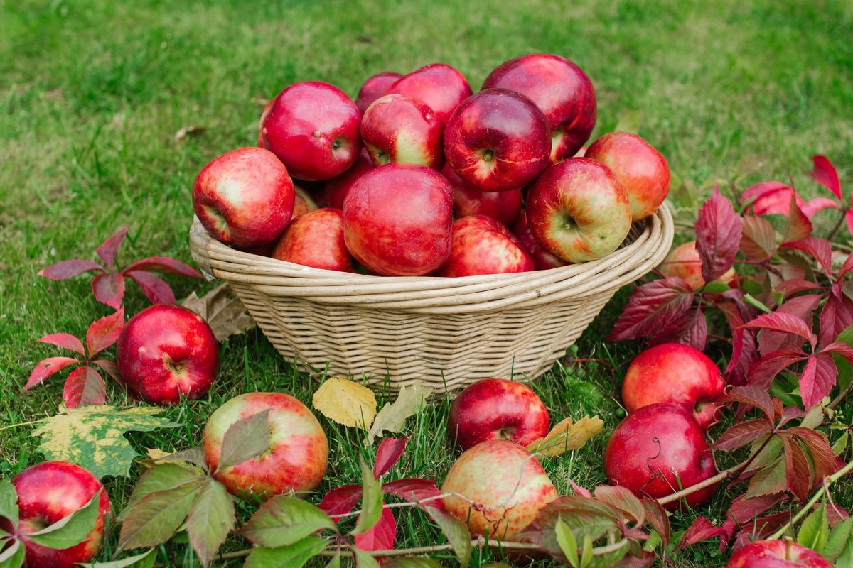 Las manzanas son una de las frutas más accesibles y saludables que existen son buen aliado para bajar de peso y regular la digestión.