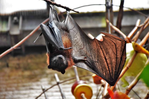Cual Es El Unico Mamifero Capaz De Volar