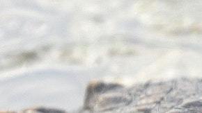 El animal golpeó el bote y provocó que el hombre caiga al agua.