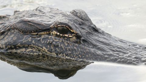 El animal golpeó el bote y provocó que el hombre caiga al agua.