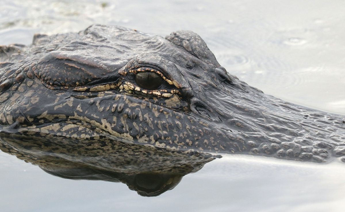 El animal golpeó el bote y provocó que el hombre caiga al agua.