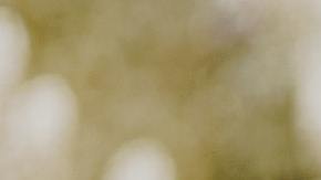 Alguien retiró su oferta de adopción porque era "negrita".