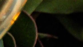 Las velas son un importante elemento en este ritual.