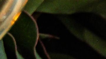 Las velas son un importante elemento en este ritual.