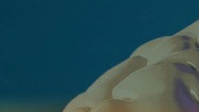 Los caracoles provienen del Golfo de México, del Mar Caribe y del Pacífico mexicano.