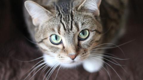 gato