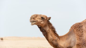 El camello fue encontrado con cicatrices en el cuerpo y signos de agotamiento.