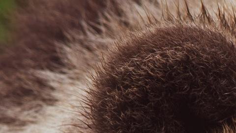 Al oso no le gustó tener a alguien cerca.