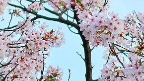 Una bella postal de tierras japonesas.