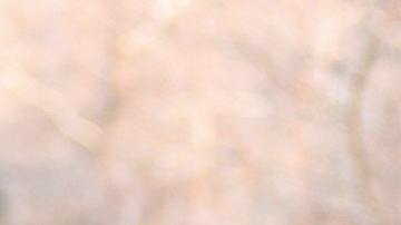 Los taladores consideran esto como un "milagro".