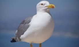 Gaviota.