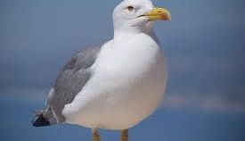 Gaviota.