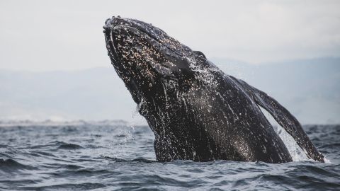 La grabación se logró en las playas mexicanas de Baja California.