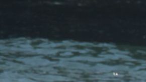 El buzo Ian Wells saca sobre una tabla de surf una red de pescar enredada con algas y desperdicios. / fotos: Jorge Luis Macías.