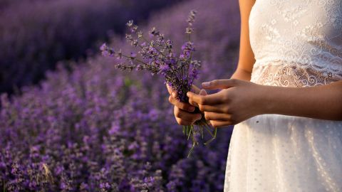 La lavanda posee propiedades relajantes y energéticas.