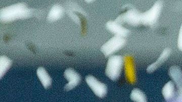 Real Madrid, campeón de España.