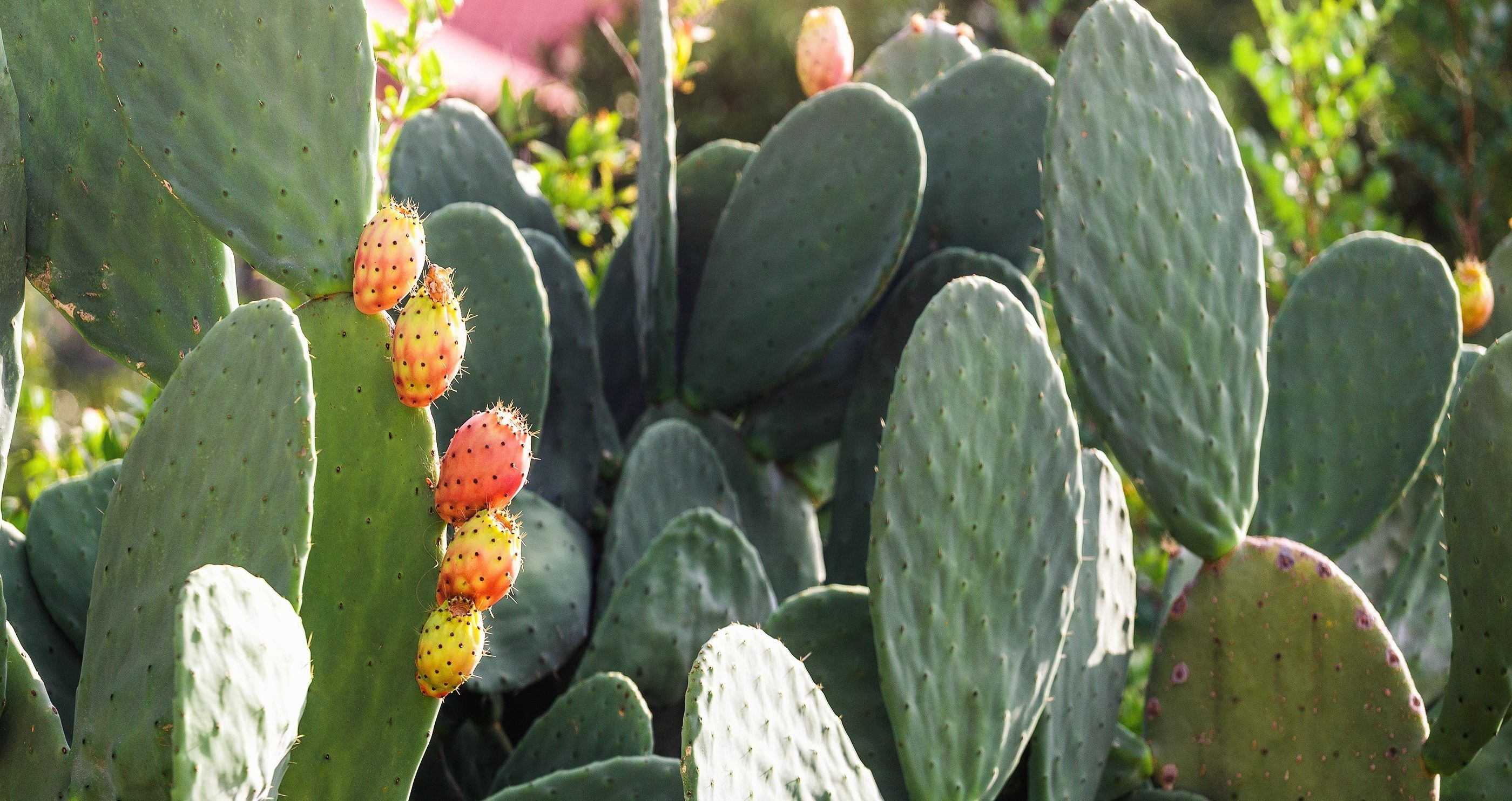 Los 5 Mejores Suplementos Con Las Propiedades Antioxidantes Del Nopal los-5-mejores-suplementos-con-las-propiedades-antioxidantes-del-nopal