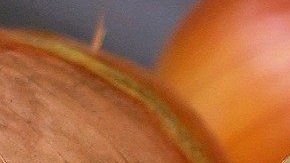 La cebolla, ingrediente culinario que sirve para los rituales.