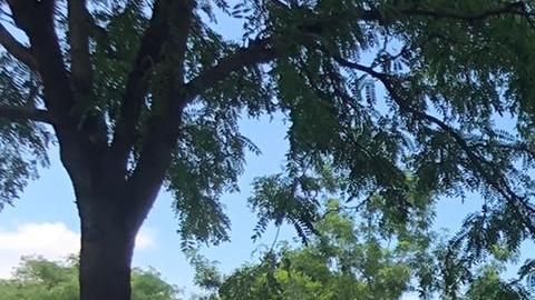 Decenas de inquilinos se apostaron ante la Corte de Vivienda de El Bronx, para hacerse escuchar. CASA