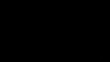 gato