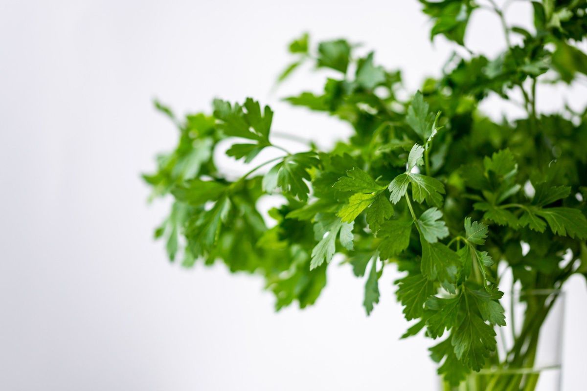 Cilantro.