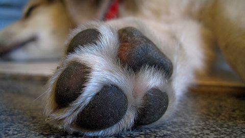 Los cojinetes de los canes puden limpiarse con agua y jabón o toallitas húmedas para perro.