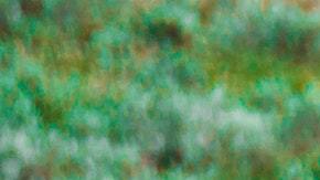 La cantidad de bisontes que se desplazaban en el parque Yellowstone alertó a visitantes.